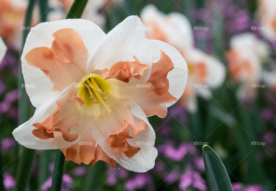 Flowers at the Luxembourg p