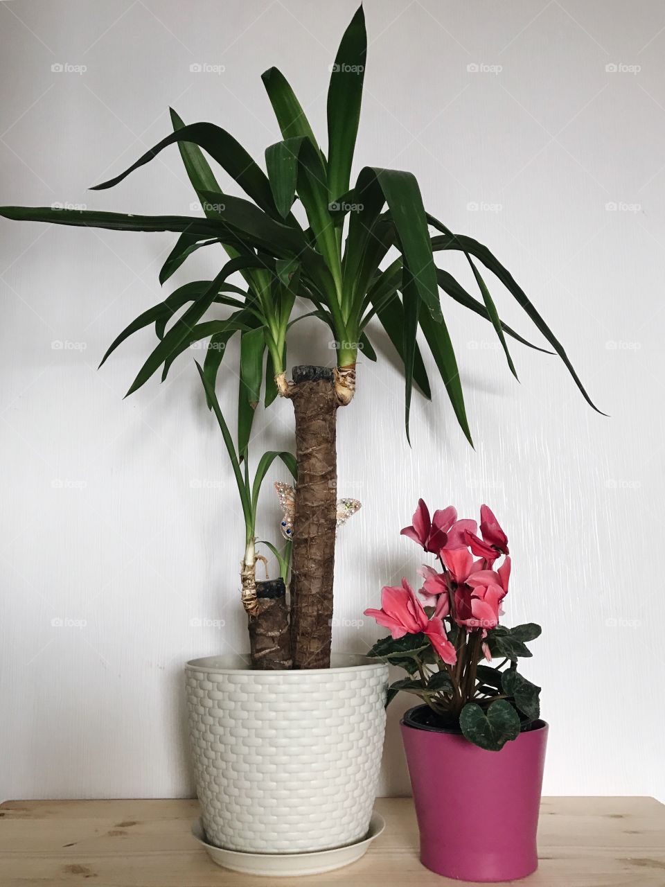 House plants in pots 