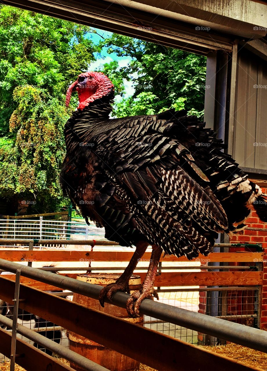 Proud Turkey perched in a barn