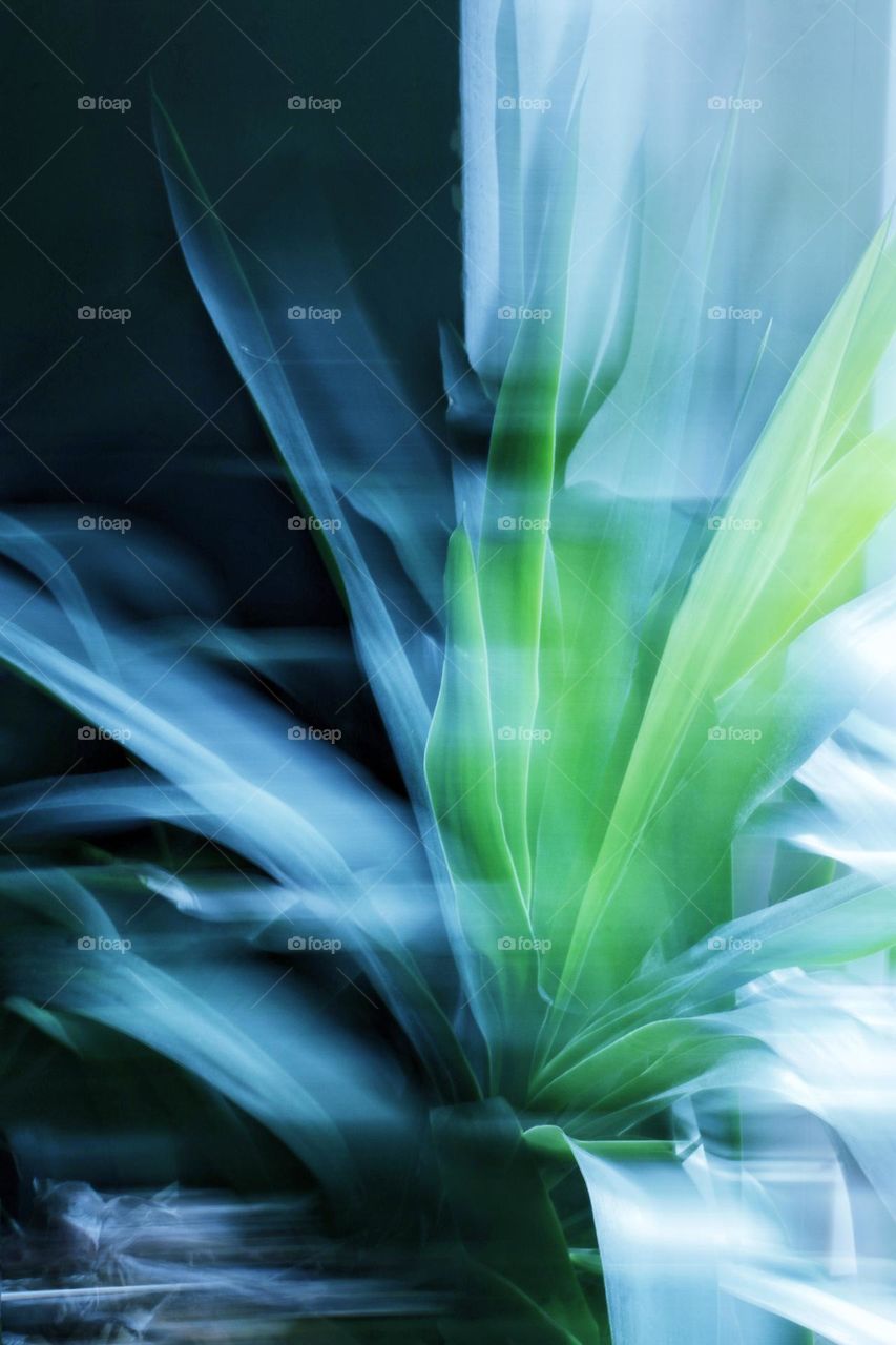 Abstract photo of a green palm tree using the intentional camera movement technique