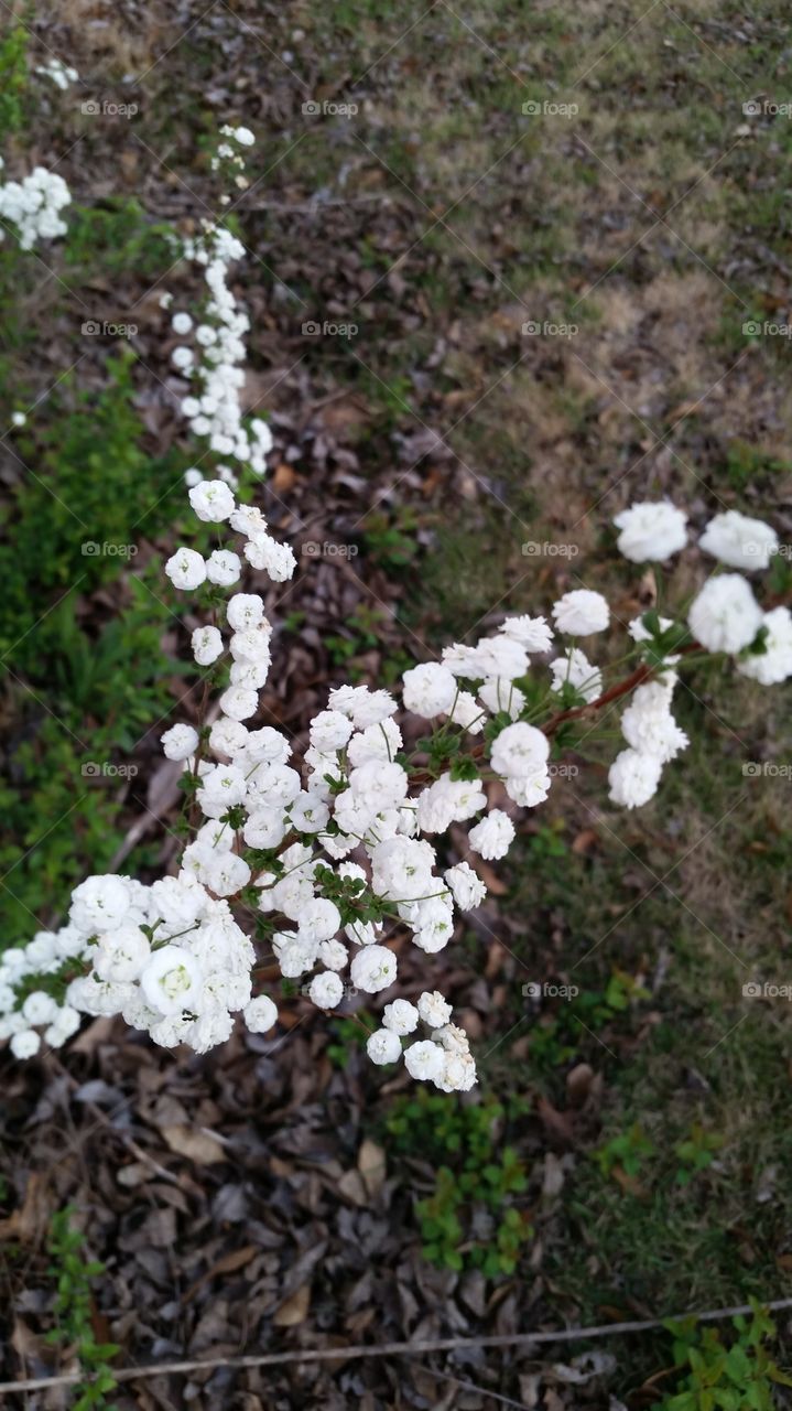 baby's breath flowers