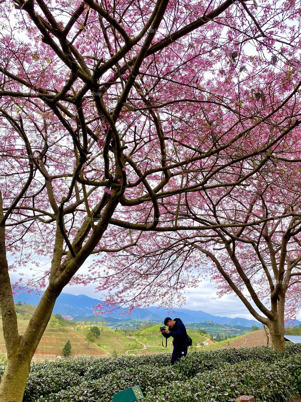 Cherry blossom season is coming. Let’s enjoy the breathtaking scenery