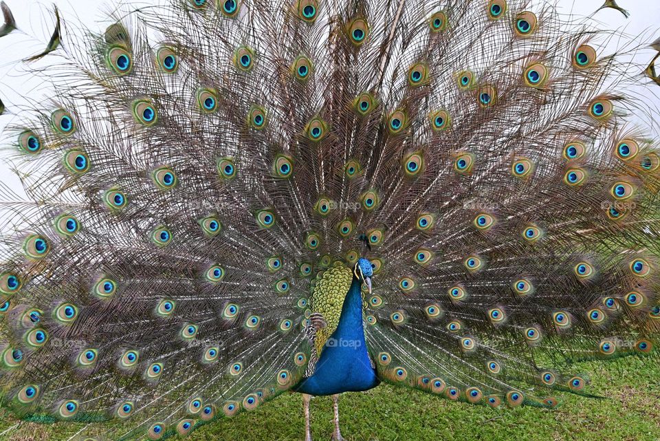 peacock