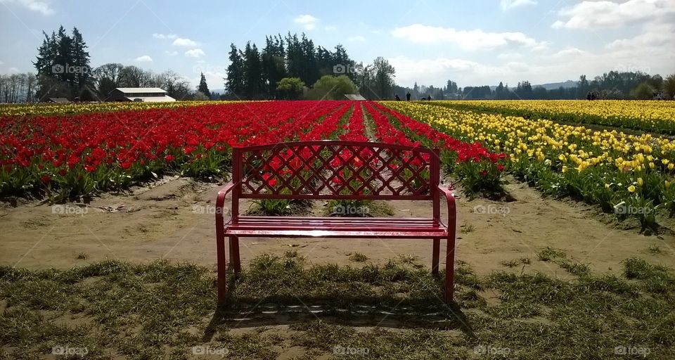 Red bench and tulips 