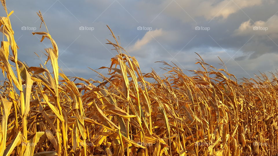 Corn Fields