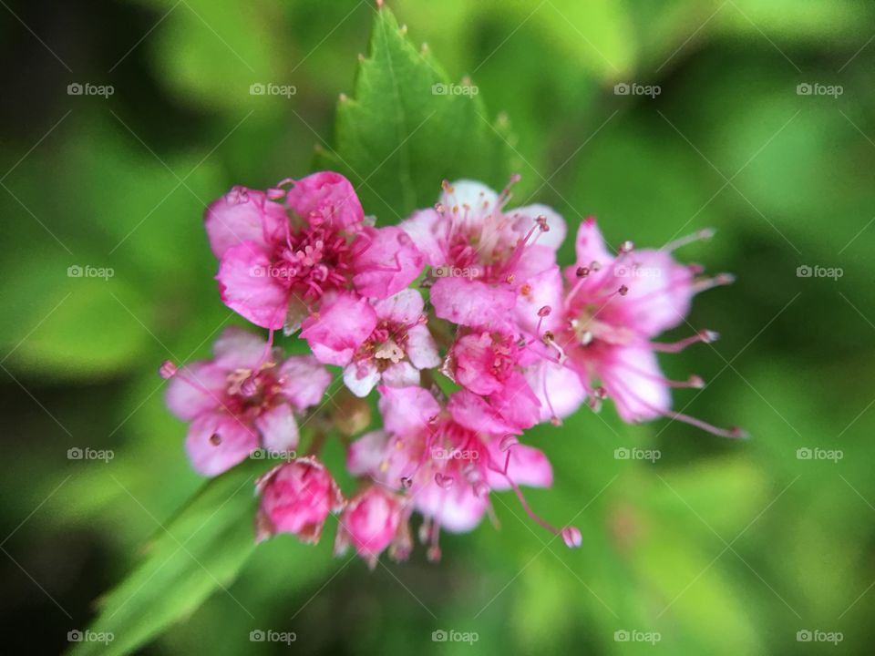 Pink blossoms