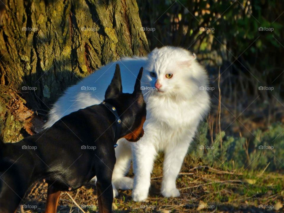 White cat and little dog pinscher