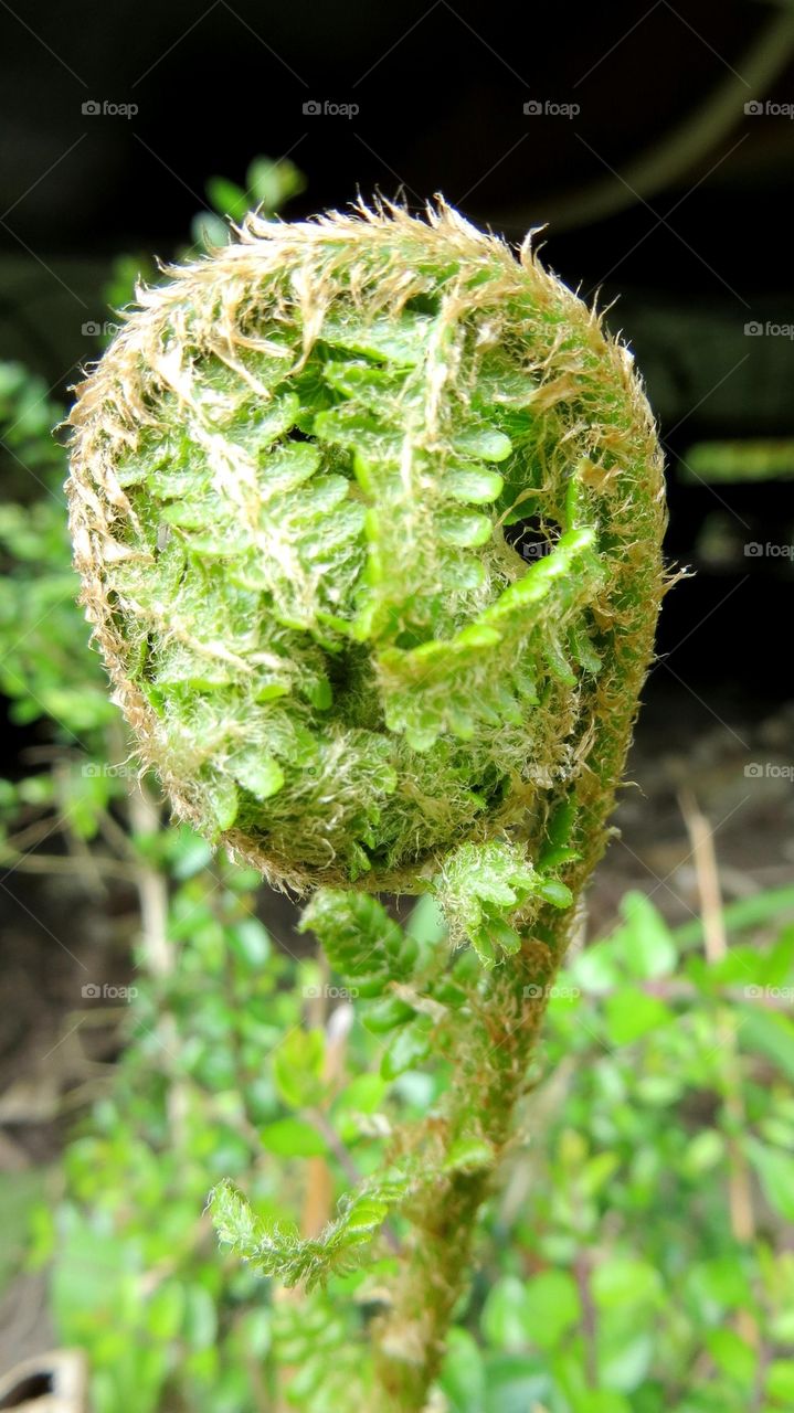 fern bud