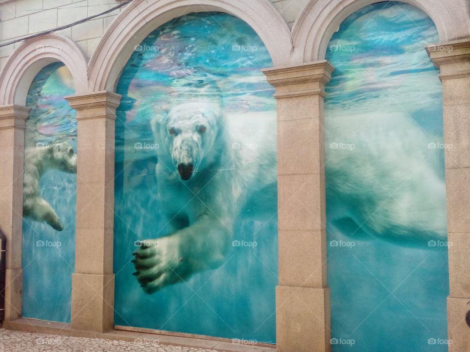 mural osó polar