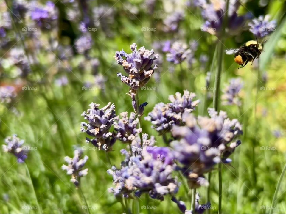 Lavender Flowers 