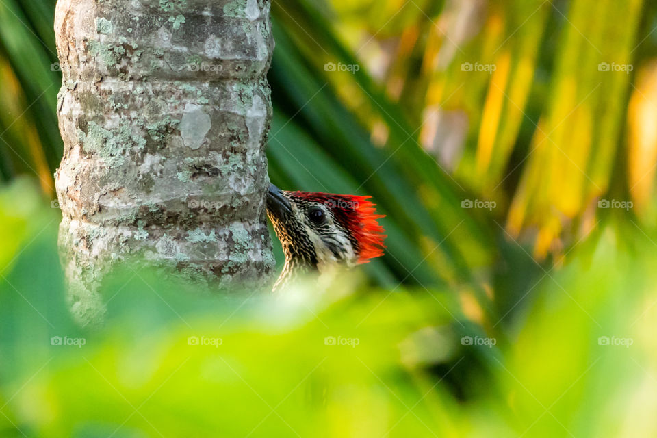 Woodpecker Bird