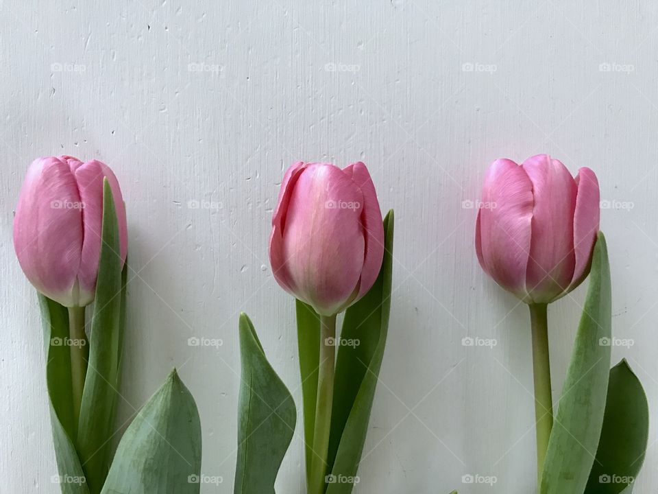 Tulips