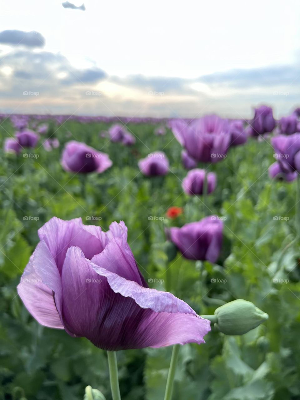 Poppy flowers