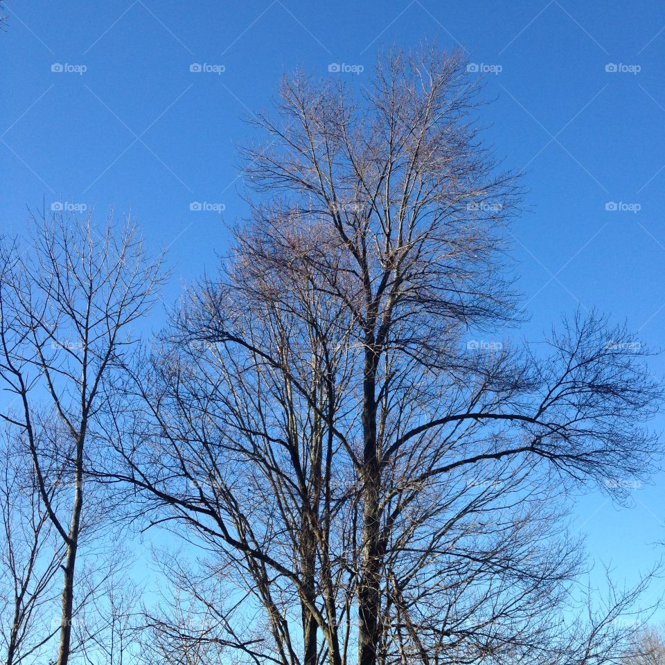 All the leaves have fallen