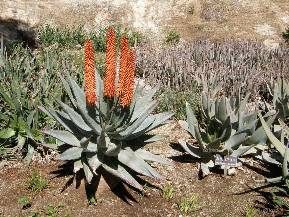 Aloe Vera