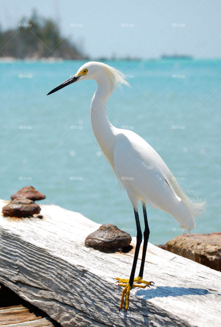 Egret on disused jetty in Florida