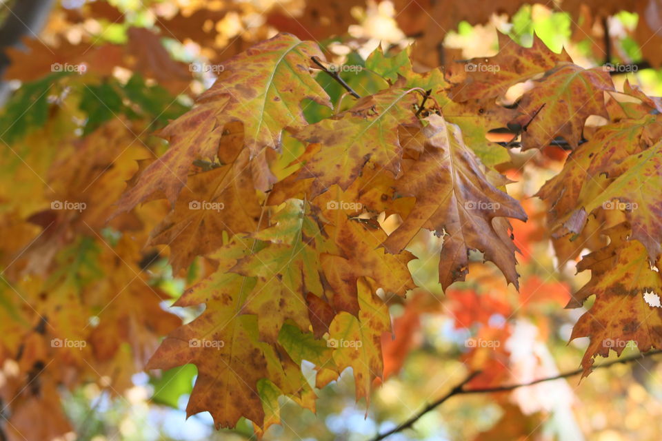 Autumn changing leaves 