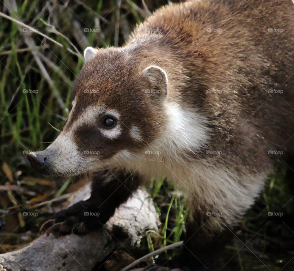 Coatimundi at the Creek