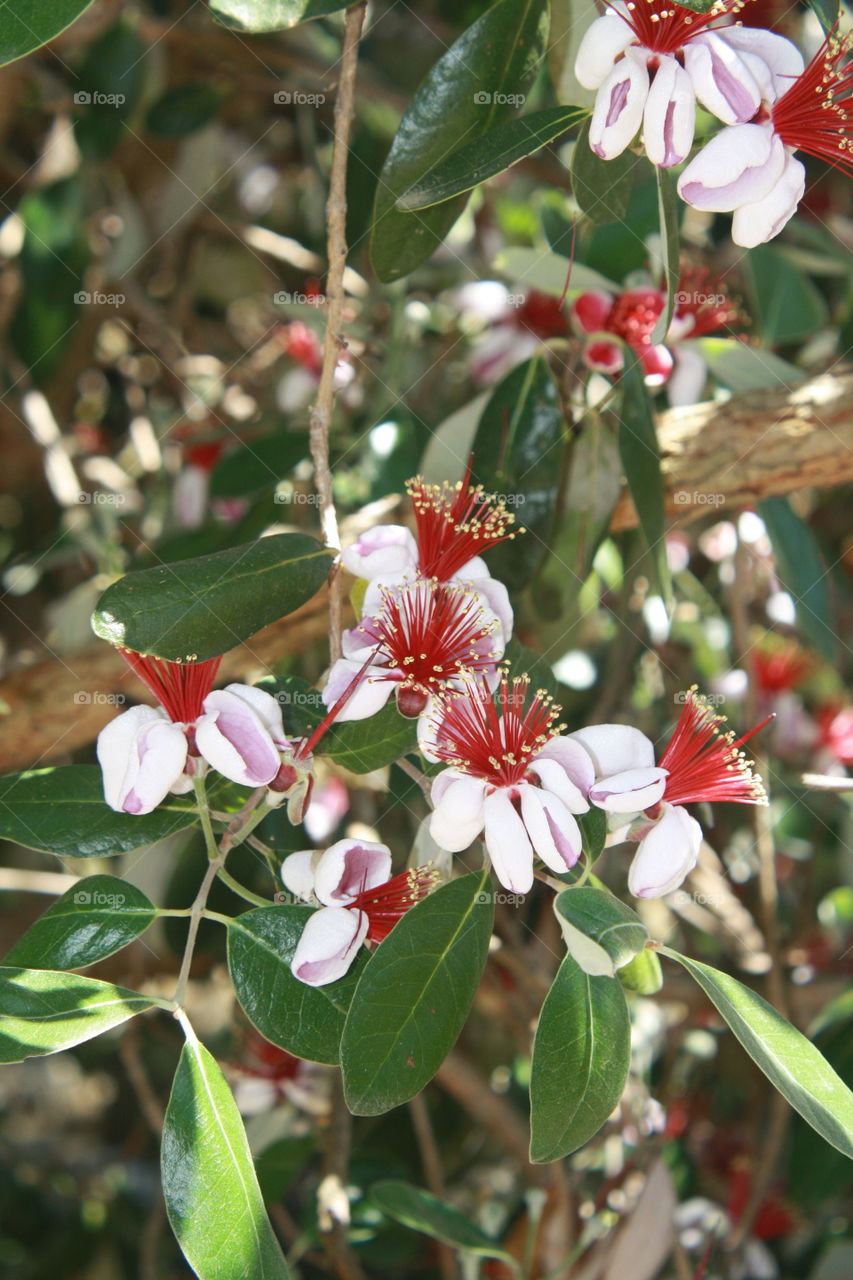 Pineapple Guava Flowers with Red Stamens is accompanied with evergreen, thick, leathery leaves 
