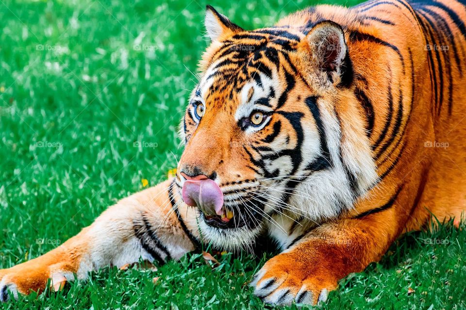 Hungry tiger on grass