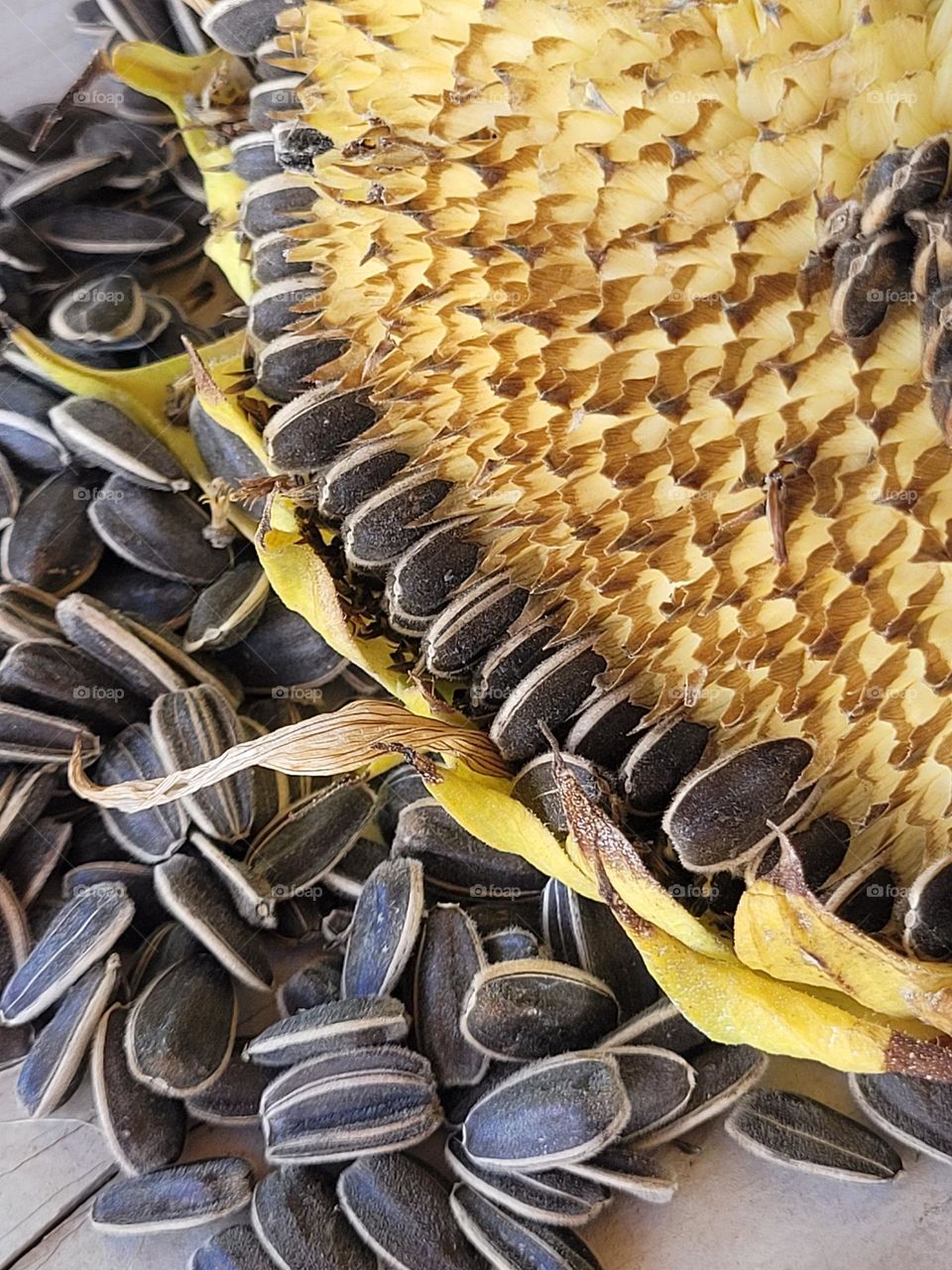 semillas de girasol