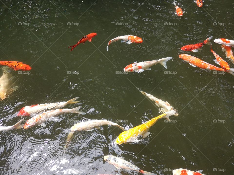 Fancy​ carp​ koi fish​