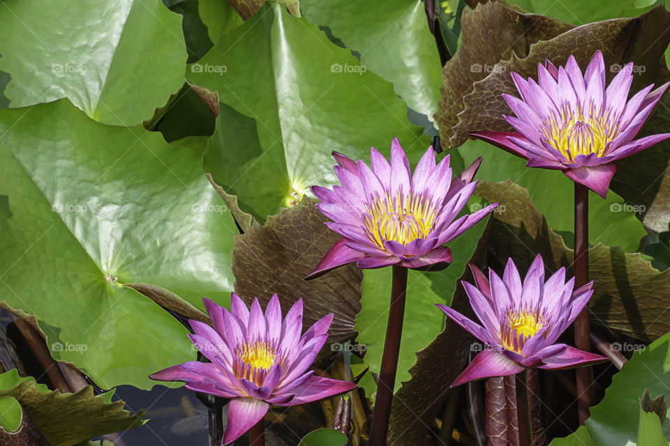 The beauty of the Pink Lotus Bloom in ponds