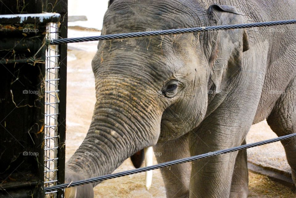 Closeup of the head and truck of asian elephant 
