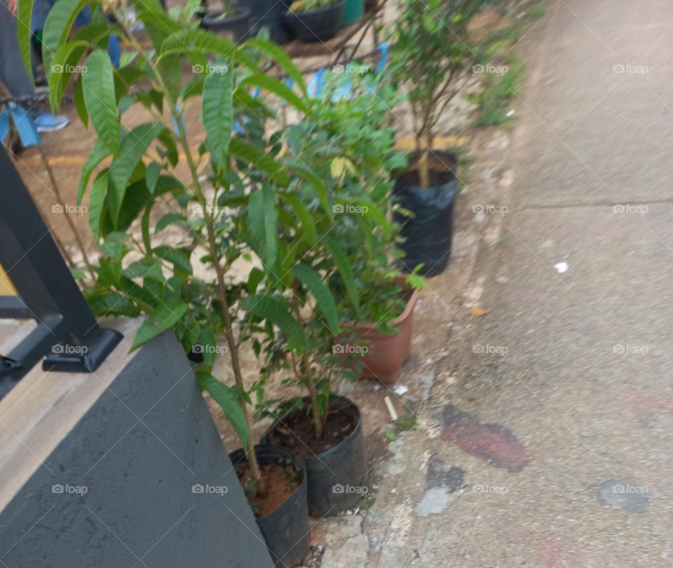 A estadia é uma forma de tirar muda de planta adulta, a partir do corte de um ramo. Para isso o ideal é selecionar os ramos mais jovens,  como um que tenha dois ou três pares de folhas e, fazer um corte na base do talo.