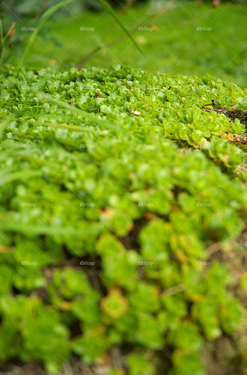 Closeup of tiny leaves on a rock.