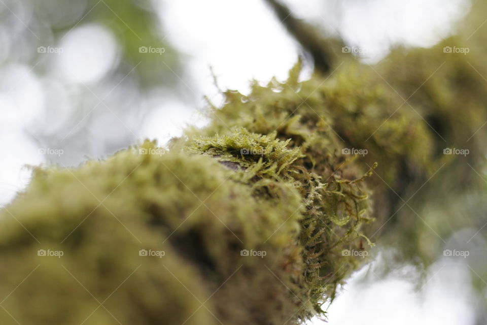 moss on a branch
