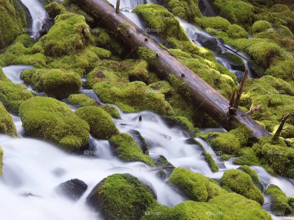 The mountain cold and fresh waters of Clearwater Falls rushing over moss covered rocks and slick wet logs on a sunny spring morning in Southwestern Oregon. 