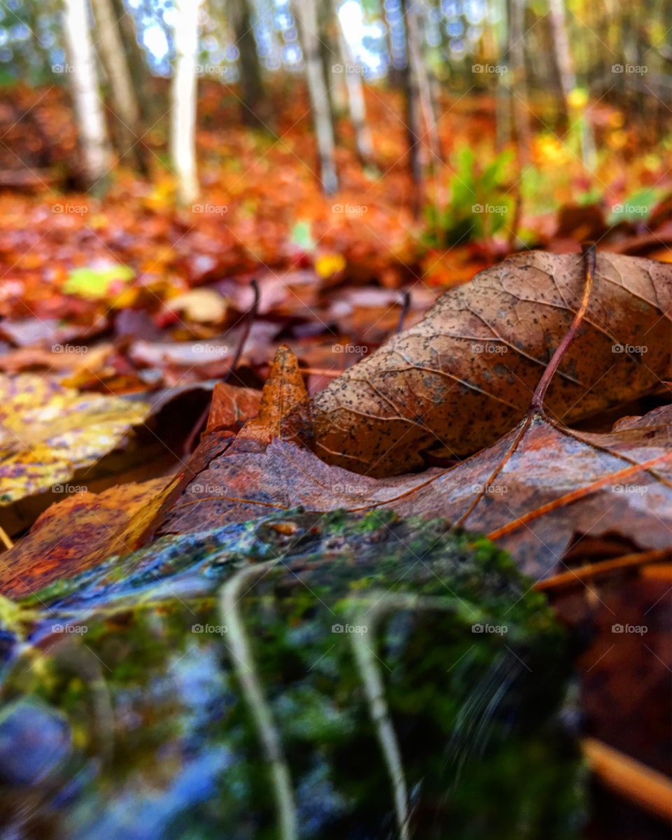 Fall day 