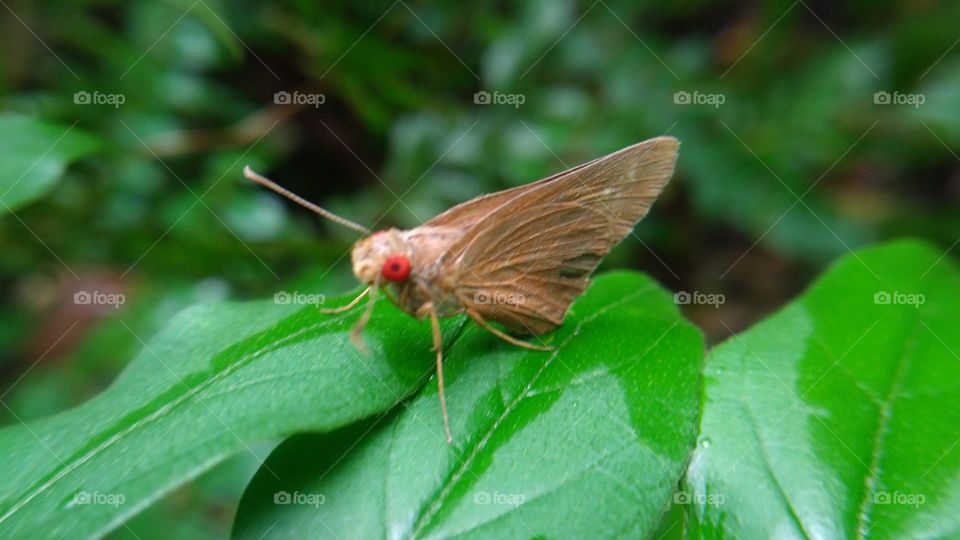 A beautiful butterfly with red eyes perched on a leaf