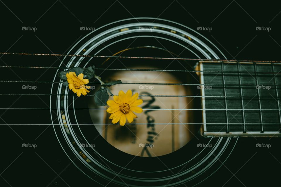 Yellow flowers on white background