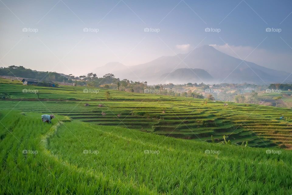 scenic view of terraces and mountain in the morning