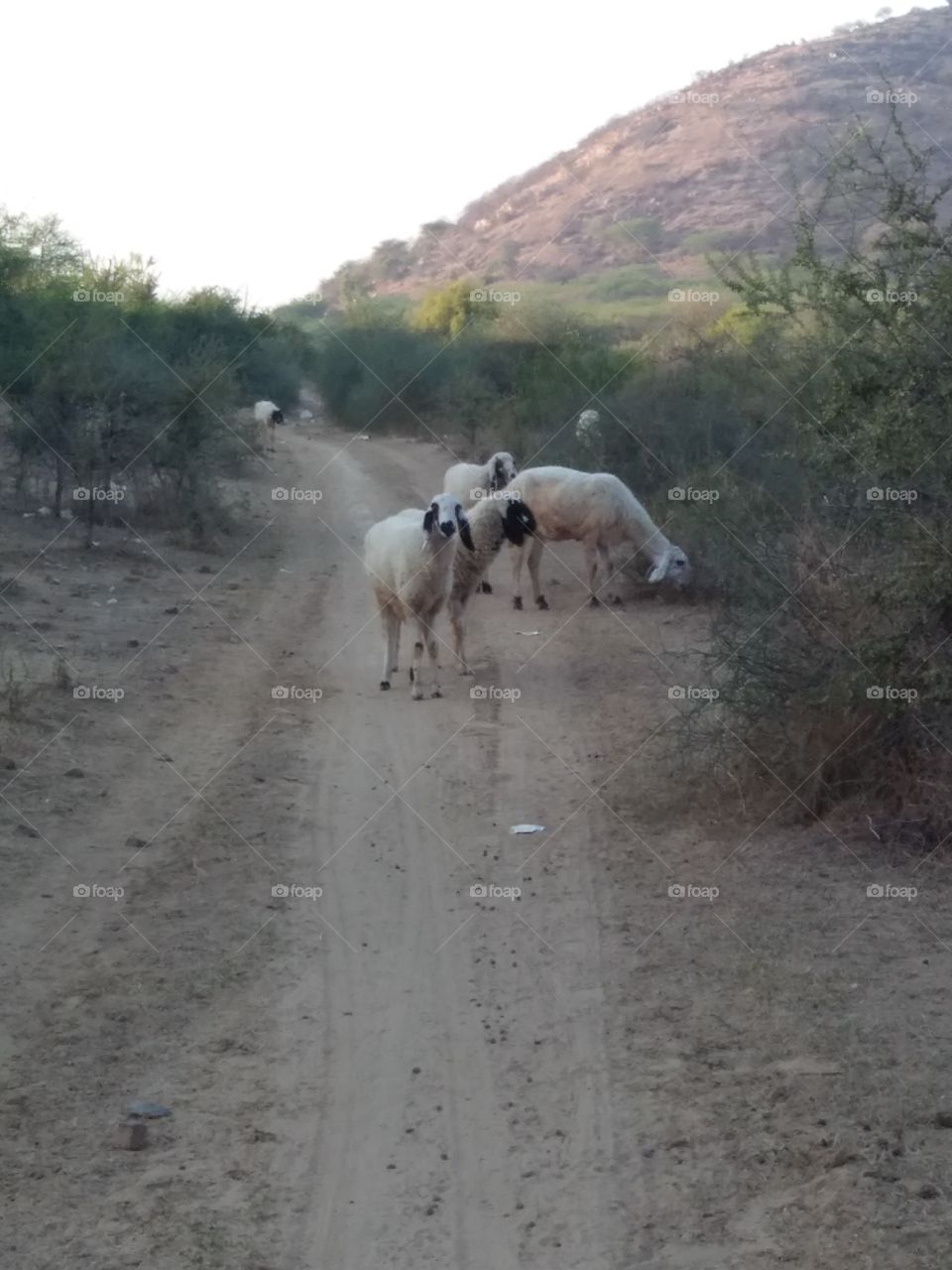 indian sheeps
