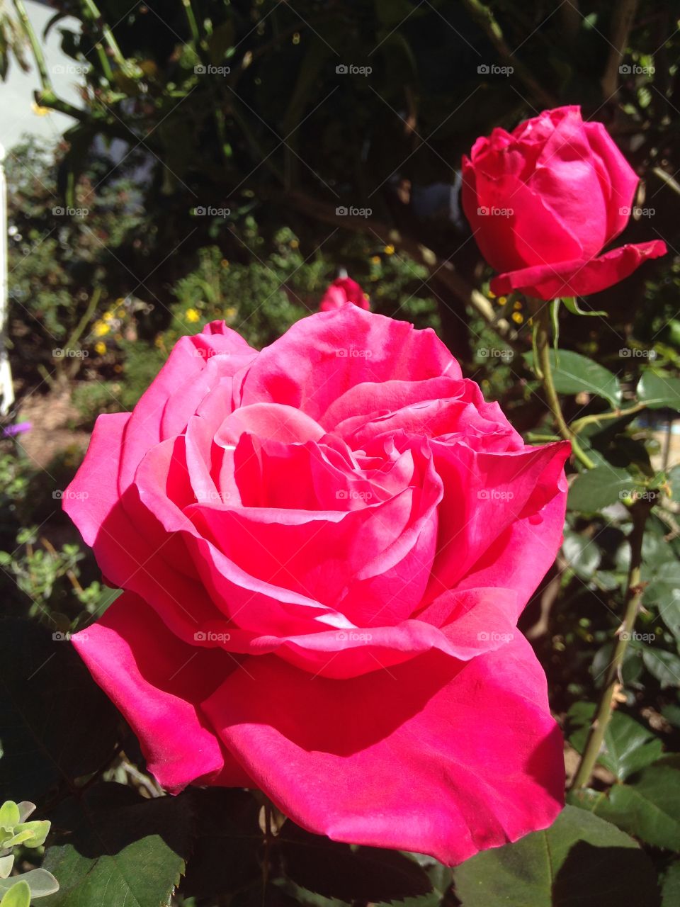 Close-up of pink rose