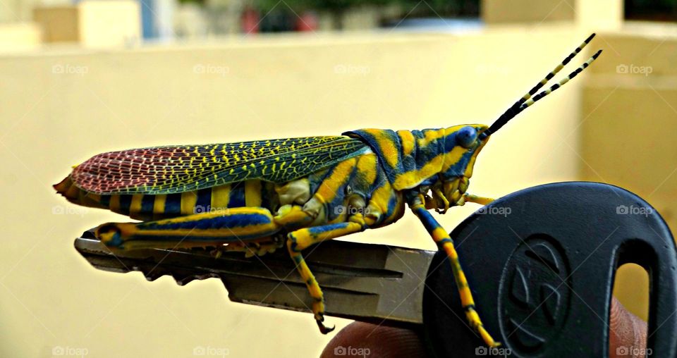 Ak grasshopper