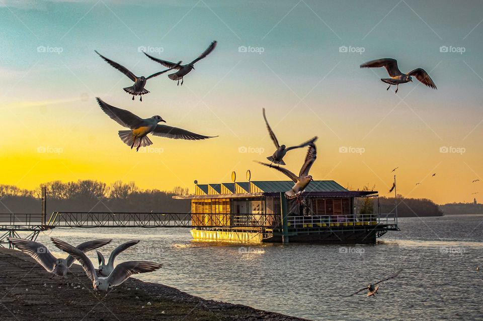 A flock of river gulls