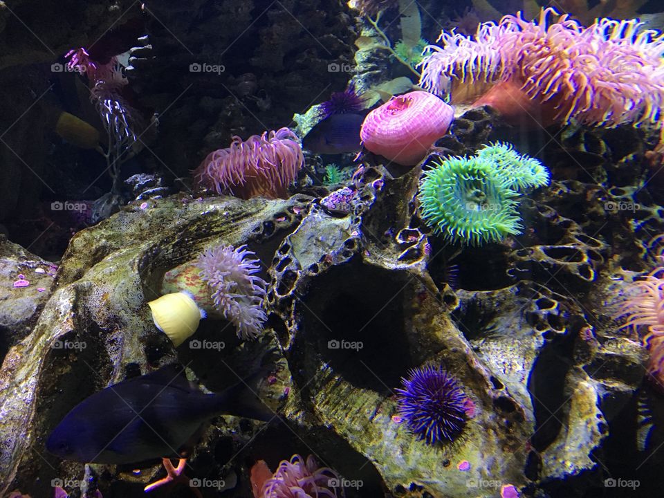 Aquarium