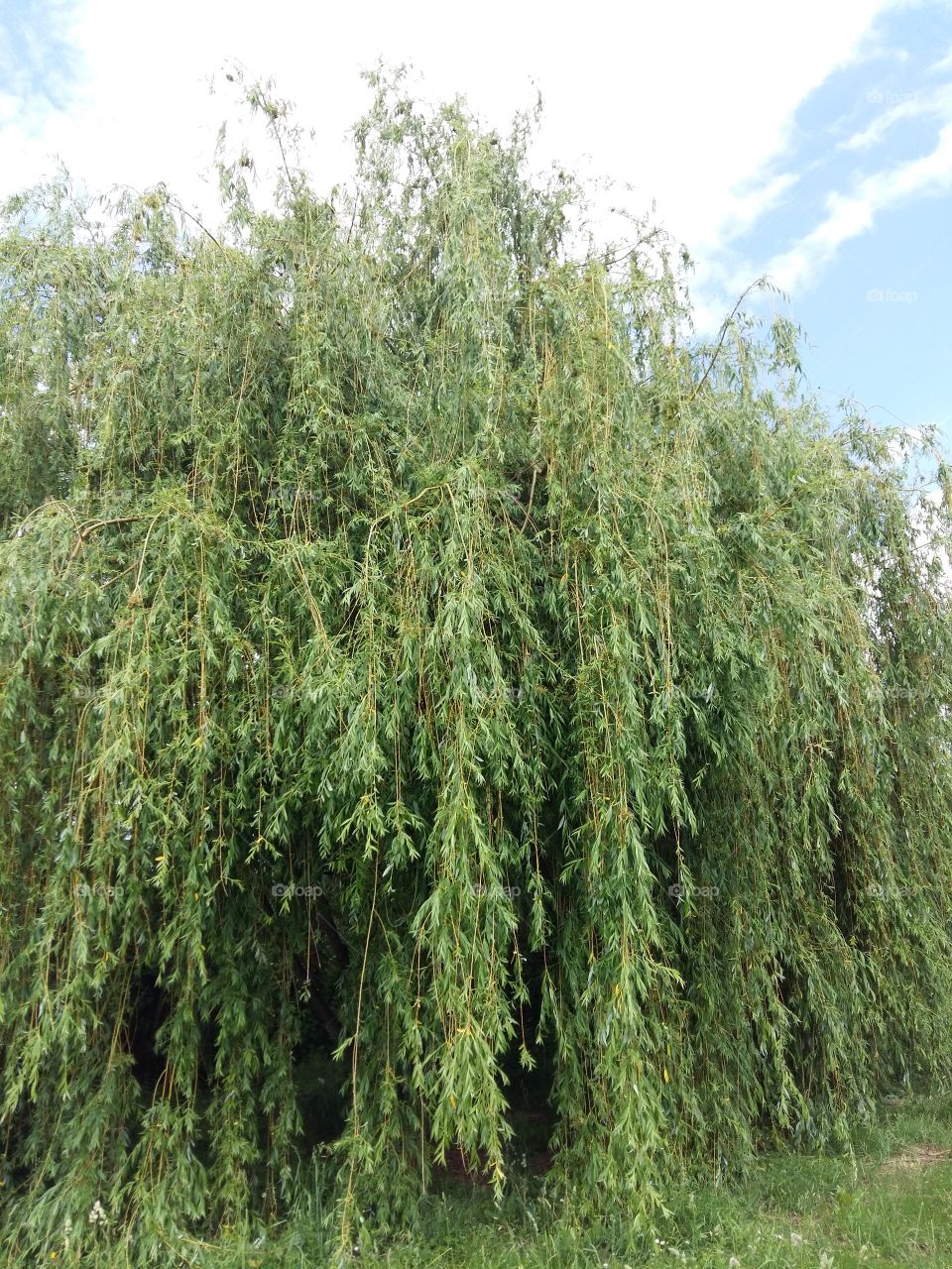 Willow tree