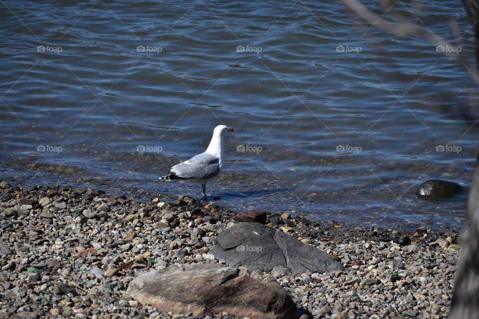 sad seagull