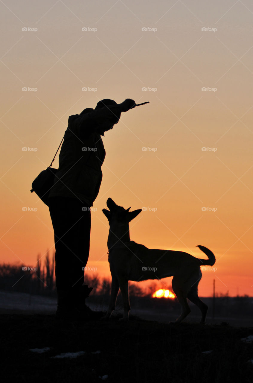 Malinois dog and sunset