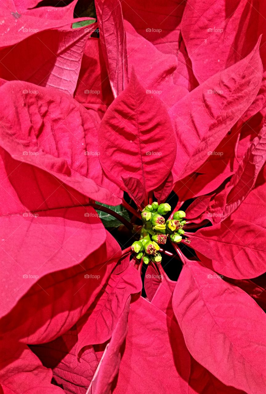 Poinsettia Close Up