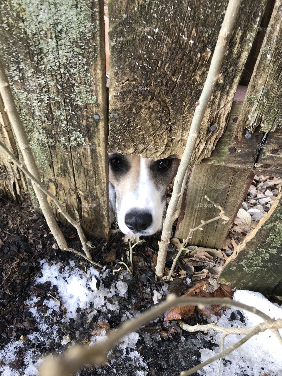 The neighbors dog looking through a hole in the fence