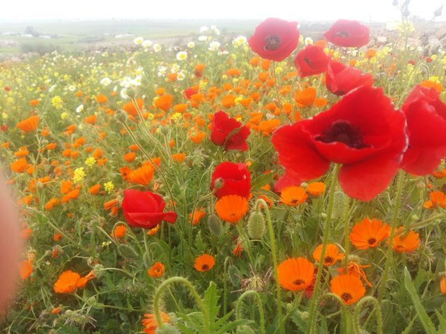 flowers