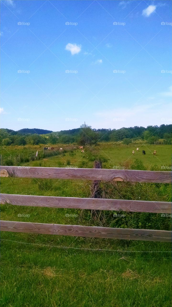 cattle field. driving down country road