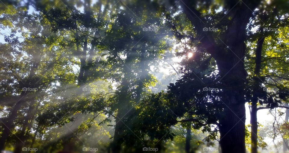 Sun rays peeking through the lush