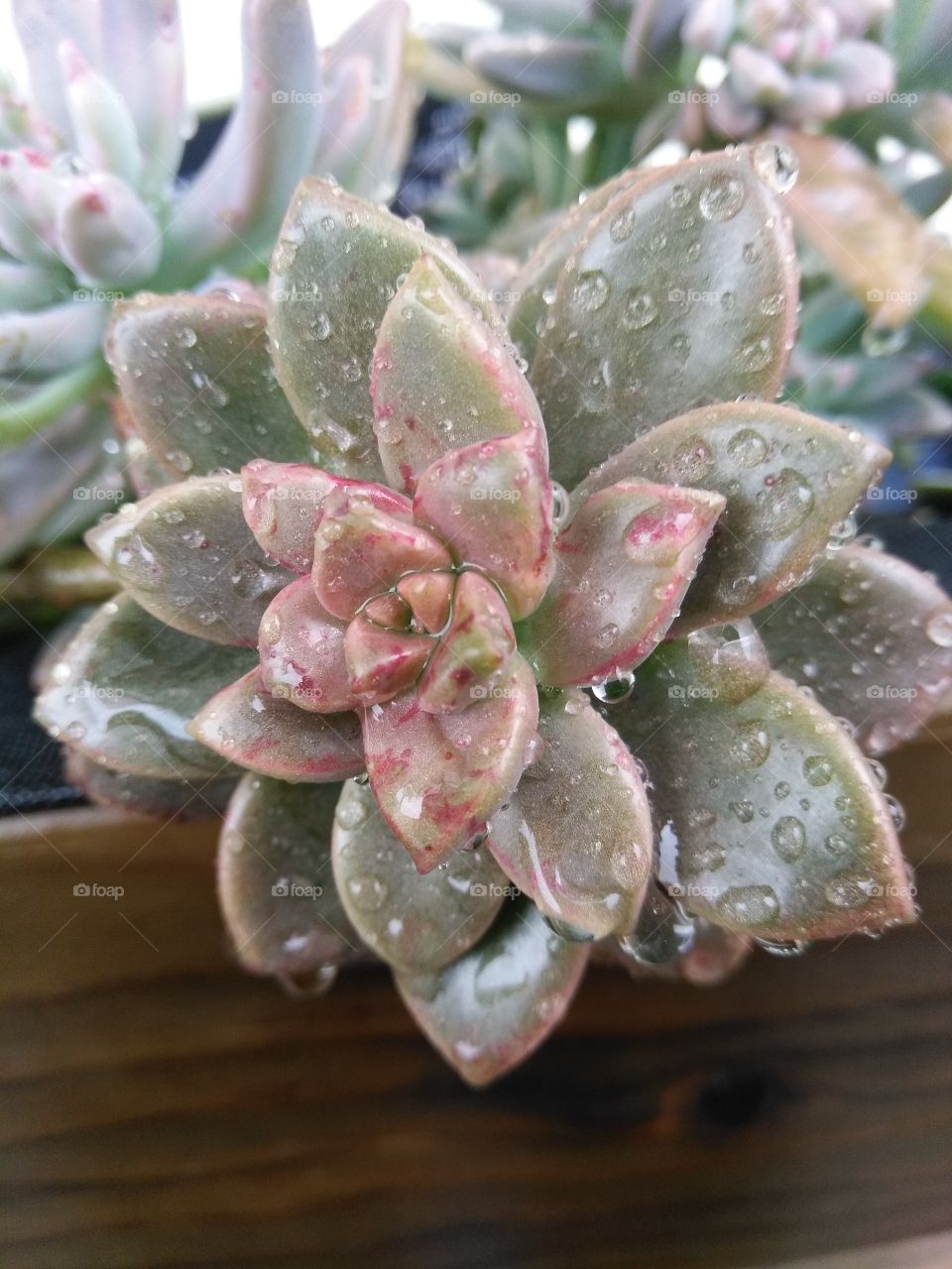 Drops on a Succulent
